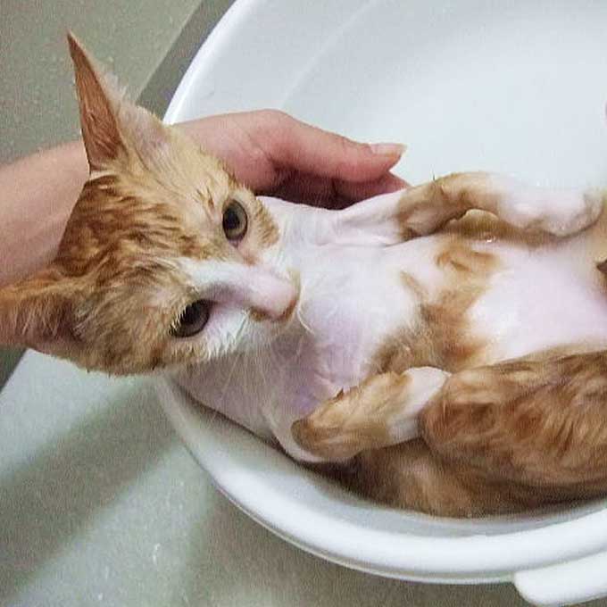 Q. 고양이 목욕, 얼마나 자주 시켜줘야할까