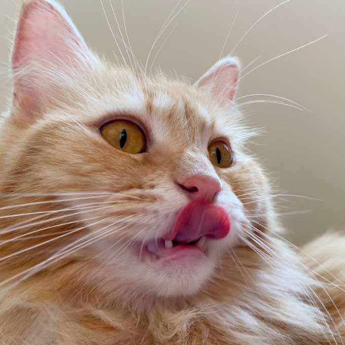 고양이가 혀로 입 주변을 핥을 때의 심리 5