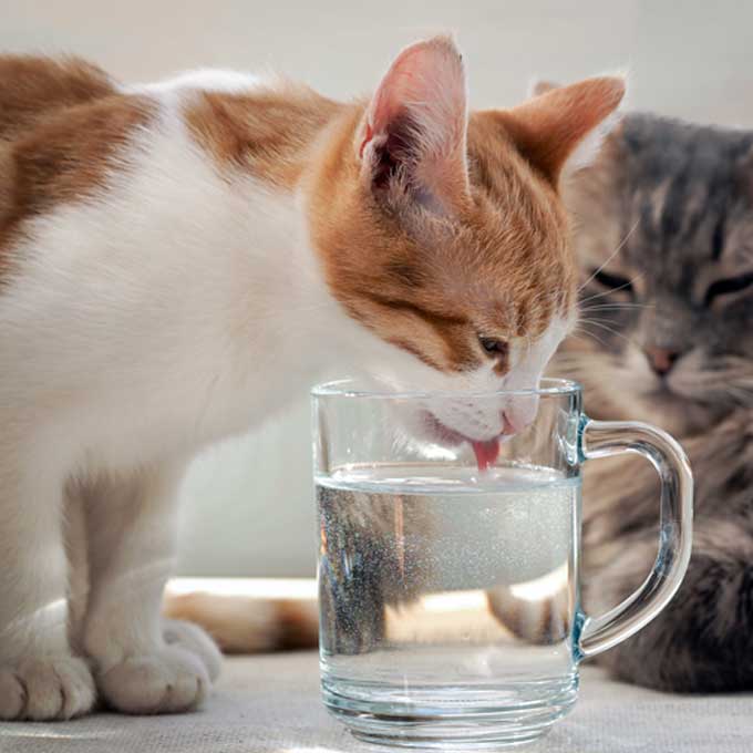 집사 컵에 있는 물을 고양이가 마시려고 하는 이유 3