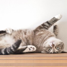 Q. 고양이가 바닥에 누워 몸을 이리저리 굴릴 때 마음 4