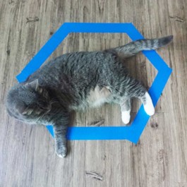 고양이+원=무조건 들어감, 냥이 원에 끌리는 과학적 이유