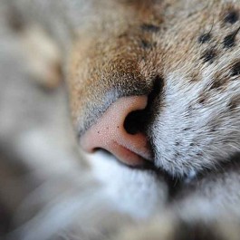 Q. 고양이 코가 촉촉해야 냄새를 잘 맡을 수 있는 이유