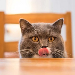 Q. 대부분은 모르는 고양이 입맛에 관한 사실 6