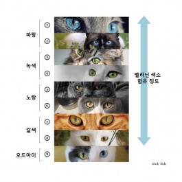 Q. 냥덕 집사도 알지 못했던 고양이 눈동자 색에 관한 것 5