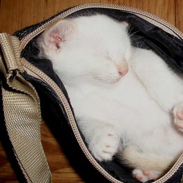 Q. 고양이가 집사 가방에 들어가는 심리는?