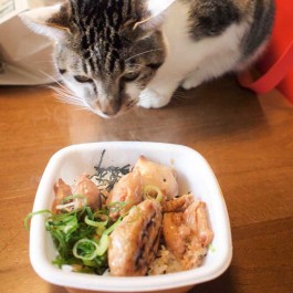 Q. 고양이가 집사 밥을 먹고 싶어 하는 이유 3