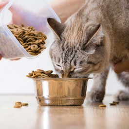 Q. 고양이가 비정상적으로 밥을 많이 먹을 때 이유 5
