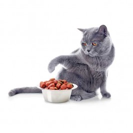 Q. 고양이가 밥을 모래로 덮는 듯한 행동을 하는 의외의 3가지 이유