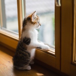 Q. 고양이가 최소 하루 한번은 창가에 앉아 밖을 보는 이유 5
