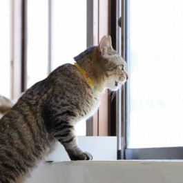 Q. 고양이가 창가에서 특히 더 흥미롭게 보는 것 4