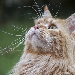 Q. 흥미를 느낄 때, 왜 고양이 입 주변에 난 수염이 움직일까(2026 업데이트)