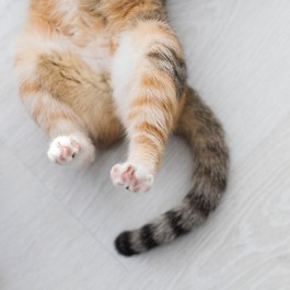 Q. 사람들이 잘 모르는 고양이 꼬리에 관한 비밀 6(2026년 업데이트)