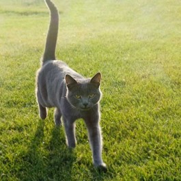 고양이가 꼬리를 바싹 세우고 다가오는 이유, 행동학적으로 보면