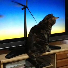Q. 고양이가 TV를 볼 때는 어떤 기분일까?
