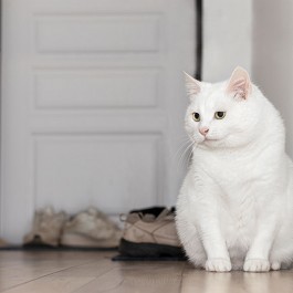 고양이가 현관 앞에서 외출한 집사를 기다릴 때 마음 2