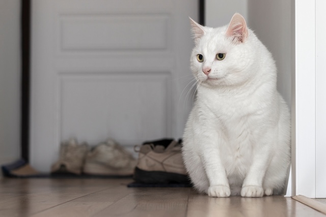 7bd4b57e63b698f9fca0a8192cea210b_1763400836_5858.jpg 7bd4b57e63b698f9fca0a8192cea210b_1763400