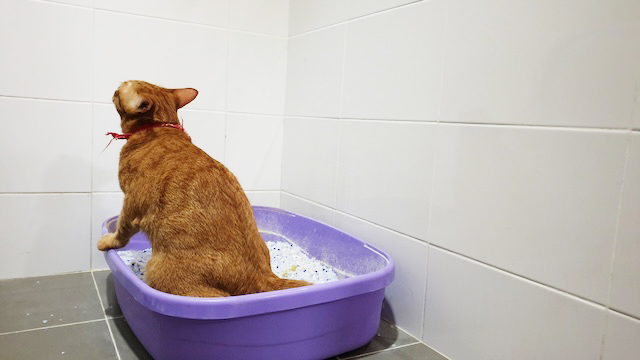 7bd4b57e63b698f9fca0a8192cea210b_1764046