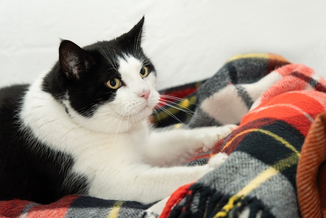 7bd4b57e63b698f9fca0a8192cea210b_1766381