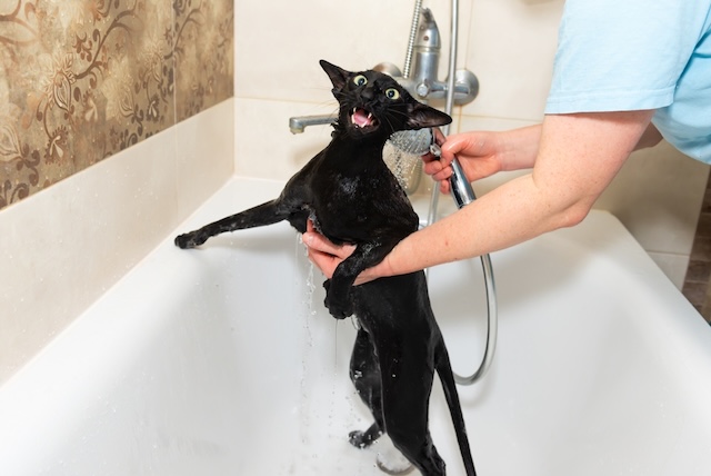 7bd4b57e63b698f9fca0a8192cea210b_1767497