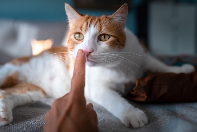 7bd4b57e63b698f9fca0a8192cea210b_1769748