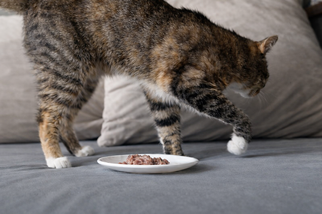 66f3acba0d2c53ae3906a5ddc856045f_1770690177_6909.png 66f3acba0d2c53ae3906a5ddc856045f_1770690