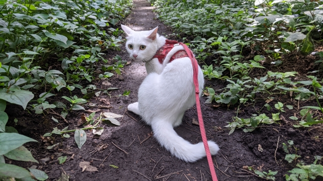 7bd4b57e63b698f9fca0a8192cea210b_1772647