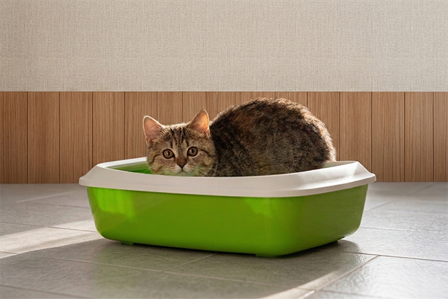 7bd4b57e63b698f9fca0a8192cea210b_1773039