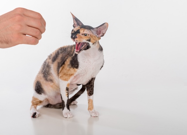 7bd4b57e63b698f9fca0a8192cea210b_1773039