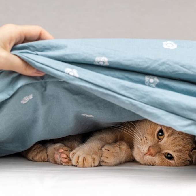 고양이가 집사 침대(이불)를 그토록 좋아하는 이유 4 - 떠날 줄 모름