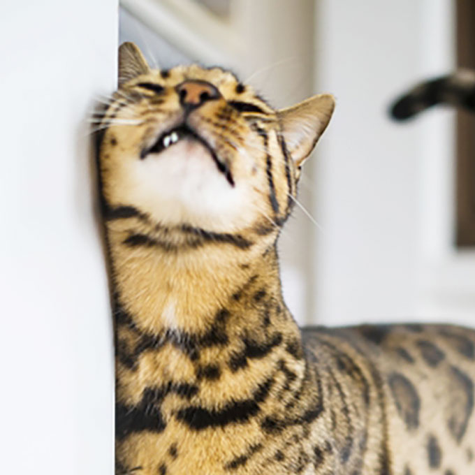 모서리에 고양이가 몸을 비비는 이유? 부비부비의 의미와 마킹·신뢰의 신호(2025년 업데이트)