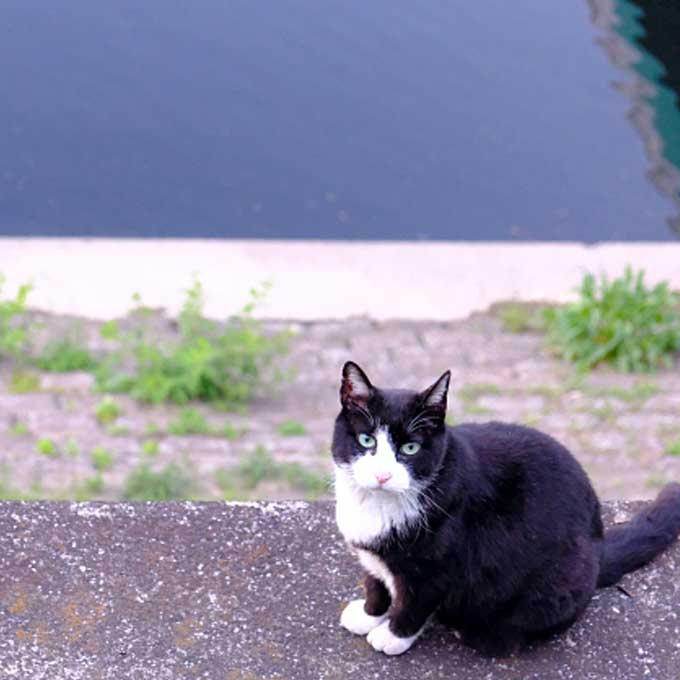 Q.  ‘간택’이라 불리는 이유, 처음 보는 길고양이가 따라오는 까닭(2026 업데이트)