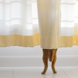 Q. 고양이가 뒷다리로만 서 있을 때 마음 5