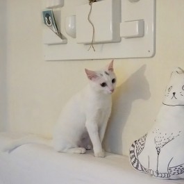 하얀 고양이 인형 루이 시리즈 1-만남