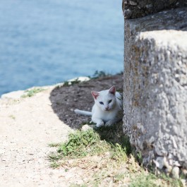 완전한 휴식 – 크로아티아의 길고양이 ⑨