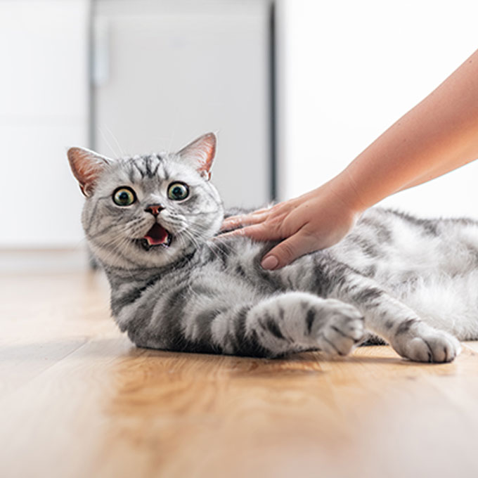 고양이 마음이 떠날지도 모를 최악의 행동 3