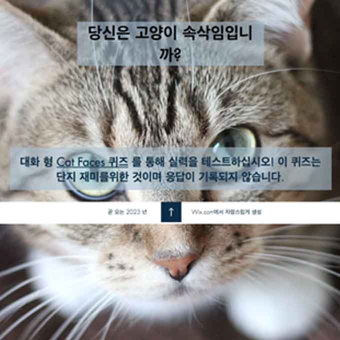 나는 얼마나 고양이 표정을 읽을 수 있을까, 셀프 테스트를 해보자