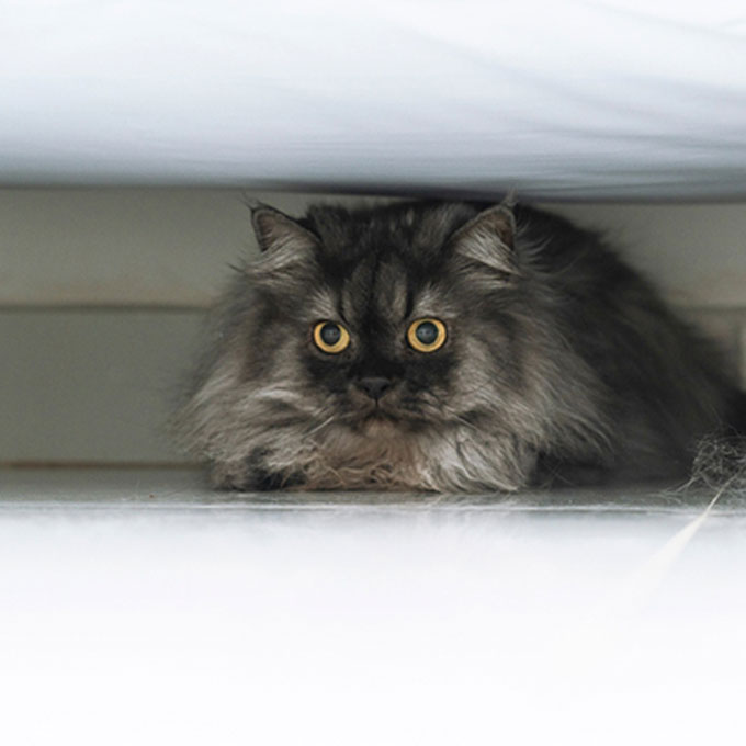 다른 냥 있다고 꼭 행복한 건 아님, 3대 고양이 스트레스