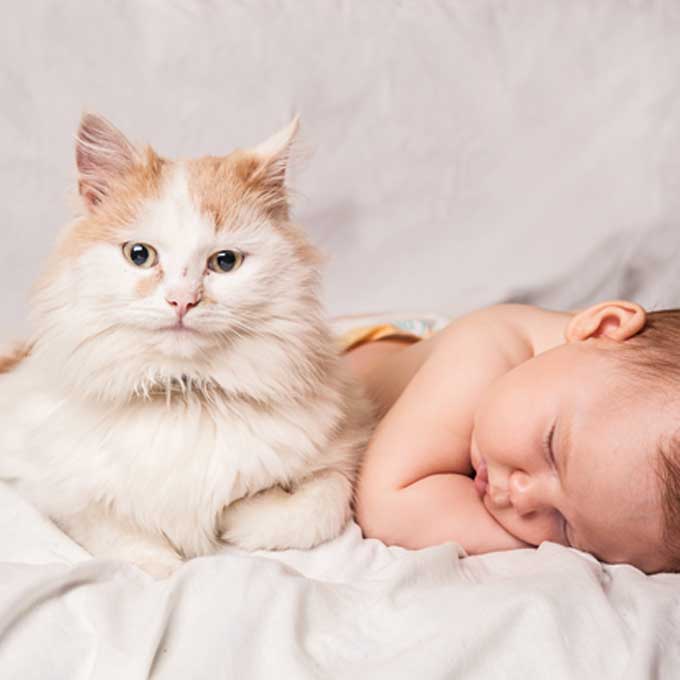 “집사 아기도 키워줌”, 고양이 모성애가 얼마나 강하냐면