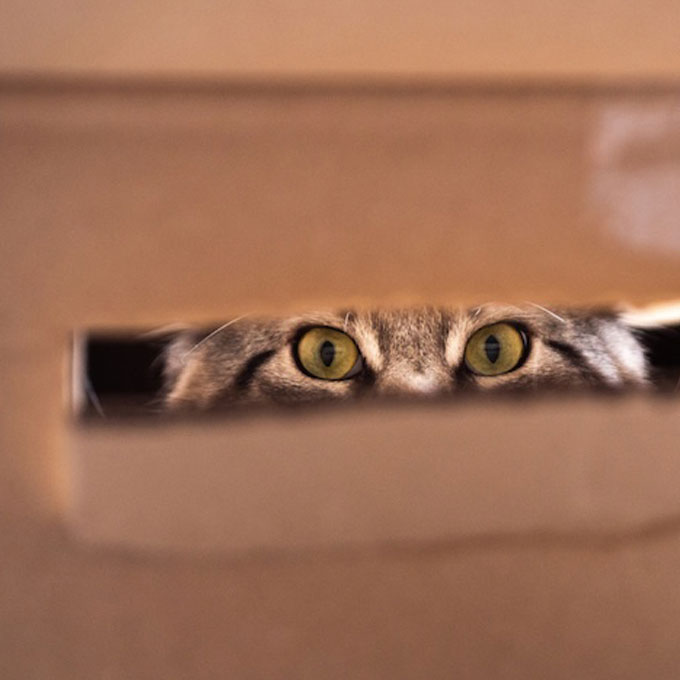 고양이가 안 보일 때? 위급 상황에서도 바로 찾는 법 2가지