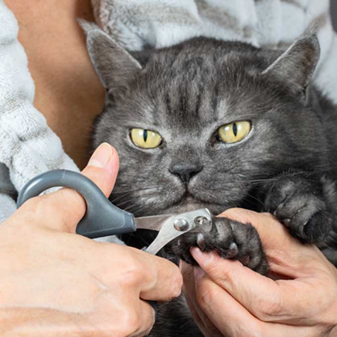 발톱을 짧게 달랐다면 NG, 매우 잘못된 고양이 몸위생관리법 5