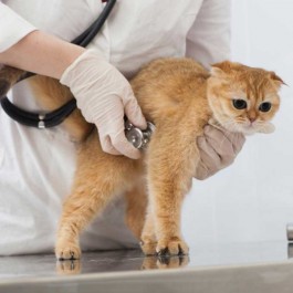 가장 많이 한 수술은 이물질 삼킴에 의한 개복, 고양이 질병 순위 10