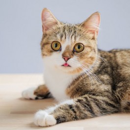 고양이 아픈 증상 3가지: 집에서 확인하는 행동·외형·노령 징후