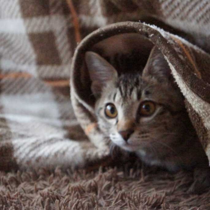 일본 냥들의 겨울 나는 법으로 세워보는 고양이 추위 대책