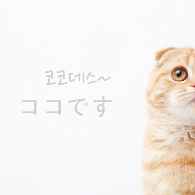 일본에서 가장 인기 있는 고양이 이름은 ‘코코’