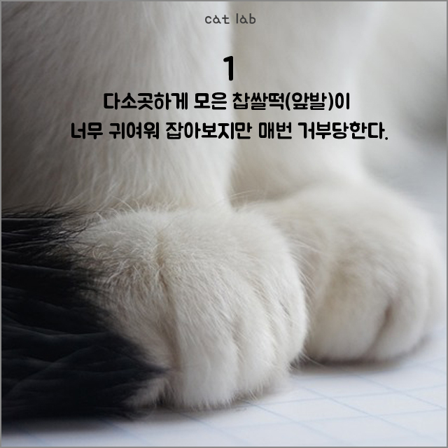 이중에 있다, 고양이 집사가 되면 '자동'으로 하게 되는 행동 10