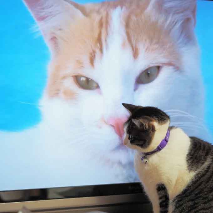 Q. 고양이가 TV 앞에 앉을 때 심리 4