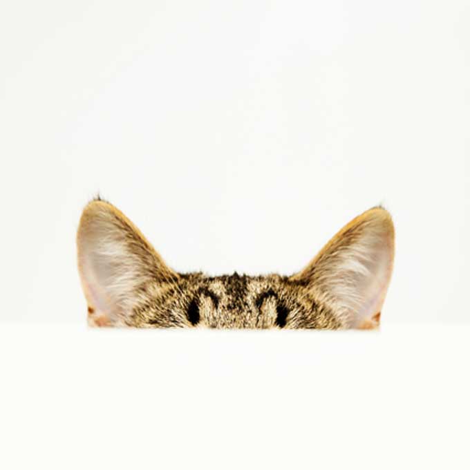 “TNR 할 때 잘라도 진짜 안아픔?”, 대부분의 사람들이 모르는 고양이 귀에 관한 사실 8