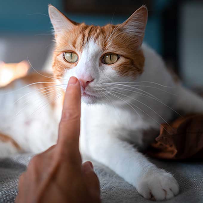 검지손가락 내밀면 고양이가 냄새 맡는 이유 5
