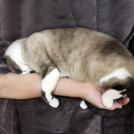 고양이가 집사 팔을 꼭 껴안고 있을 때 기분 4