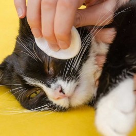 Q. 고양이 눈물과 눈곱 닦는 법, 색깔로 구분하는 질병 신호(2025년 업데이트)